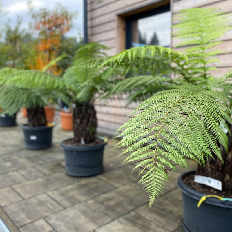 Dicksonia antarctica (Diksónia antarktická) – kont. C35L, výška 90-100 cm, výška kmeňa 20-30 cm